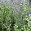 Perovskia atriplicifolia  'Little Spire', Russian sage