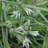 Ornithogalum nutans; Scented bells, Silver bells
