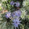 Eryngium; Sea holly