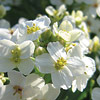 Crambe maritima; Sea kale