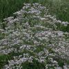 Limonium latifolium; Sea lavender