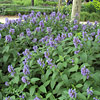 Nepeta subsessilis, Showy catmint, Japanese catmint