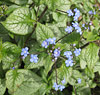 Brunnera macrophylla; Siberian bugloss