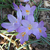 Crocus tommasinianus; Woodland crocus