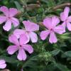 Saponaria x lempergii; Soapwort