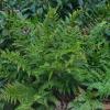 Polystichum setiferum; Soft shield fern