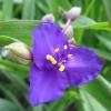 Tradescantia; Spiderwort