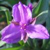 Tradescantia; Spiderwort