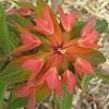 Euphorbia griffithii ; Spurge