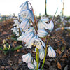 Scilla mischtschenkoana; Squill