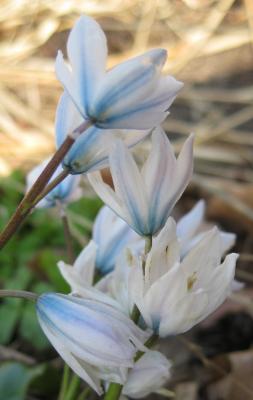 Squill Plant