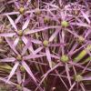 Allium cristophii; Star of Persia