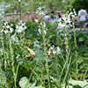 Ornithogalum narbonense; Star of Bethlehem