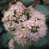 Sedum telephium 'Matrona', Stonecrop