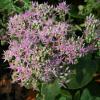 Sedum spectabile; Stonecrop