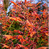 Agastache rupestris; Sunset hyssop