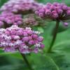 Asclepias incarnata, Swamp milkweed