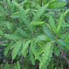 Comptonia peregrina; Sweetfern