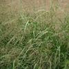 Panicum virgatum 'Rehbraun', Switch grass, Wand panic grass