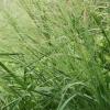 Panicum virgatum 'Cloud Nine', Switch grass
