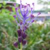 Muscari comosum; Tassel hyacinth