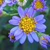 Aster tataricus 'Jindai', Tatarian aster
