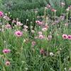 Echinacea tennesseensis; Tennessee coneflower