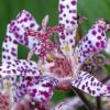 Tricyrtis ; Toad lily