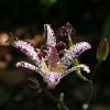 Tricyrtis; Toad lily