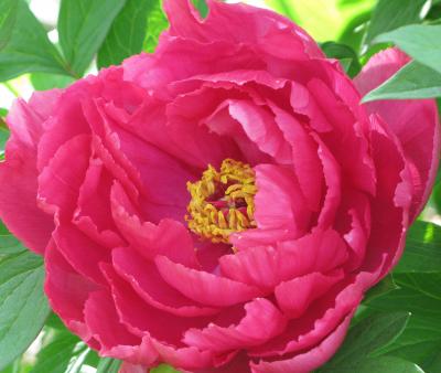 Tree peony Detail