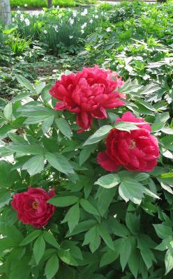 Tree peony