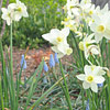 Narcissus; Daffodil