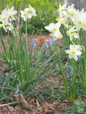 The Battery Plant Database  Daffodil, Narcissus 39;Silver Chimes39;