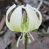 Erythronium ; Trout lily