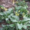 Erythronium ; Trout lily