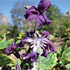 Clematis heracleifolia ; Tube clematis