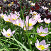 Tulipa bakeri ; Tulip