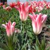 Tulipa; Tulip