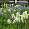 Tulipa; Tulip