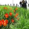 Tulipa wedenskyi; Tulip