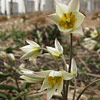 Tulipa turkestanica; Turkestan tulip