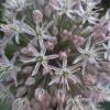 Allium karataviense; Turkestan onion