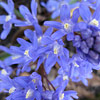 Chionodoxa sardensis; Turkish glory&ndash;of&ndash;the&ndash;snow