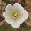 Jeffersonia diphylla; Twinleaf
