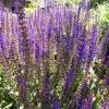 Salvia x sylvestris 'Mainacht (May Night)', Violet sage