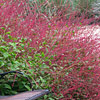 Persicaria virginiana ; Virginia jumpseed