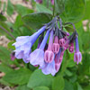 Mertensia virginica; Virginia bluebells