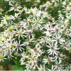 Eurybia divaricata (syn. Aster divaricatus); White wood aster