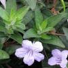 Ruellia humilis; Wild petunia