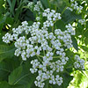 Parthenium integrifolium, Wild quinine, Missouri snakeroot